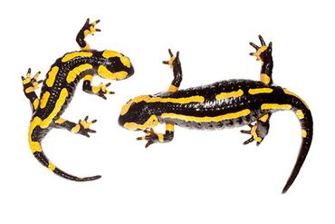Vuursalamanders zijn door hun unieke tekening vaak als individu te herkennen