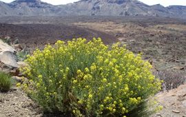 Descurainia bourgaeana van Tenerife, vulkaan Teide