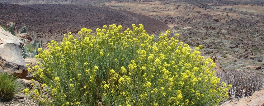 Descurainia bourgaeana van Tenerife, vulkaan Teide