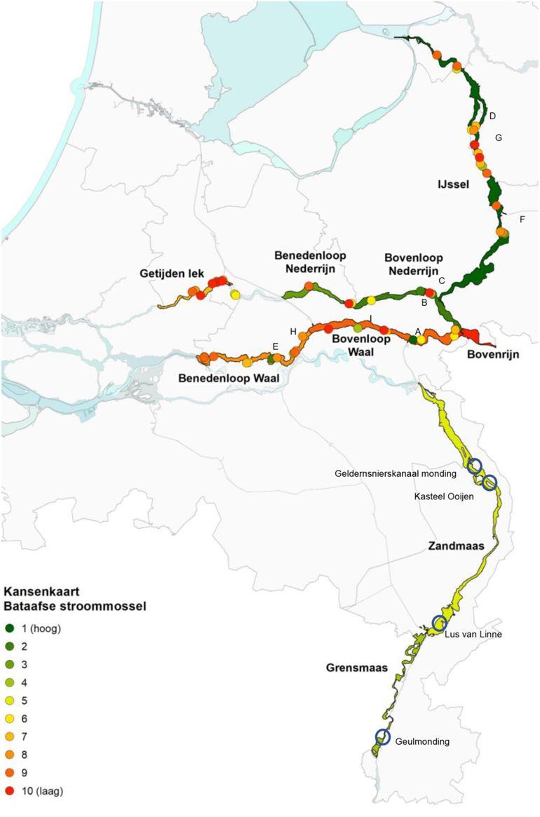 Kansenkaart van geschikte gebieden voor Bataafse Stroommossel