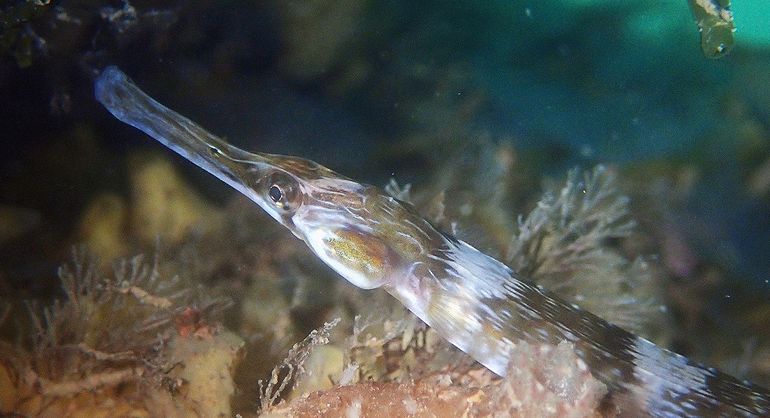 De snuit van deze jonge Grote zeenaald werkt als een pipet en zuigt de prooi op. Foto gemaakt al liggend op een ponton, met een waterdichte camera