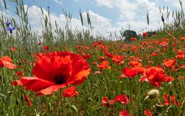 Klaprozen en korenbloemen Hallerlaak