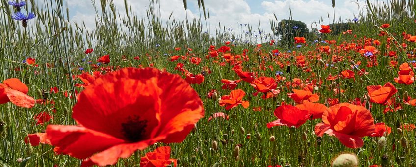 Klaprozen en korenbloemen Hallerlaak