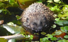 Egel in het water