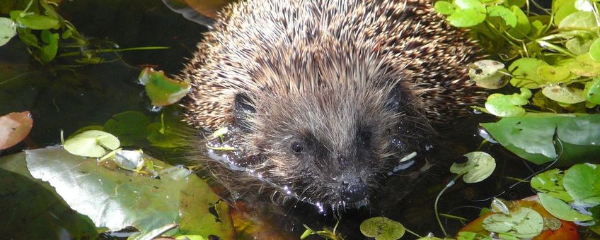 Egel in het water