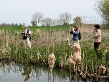 Libellentellers in actie