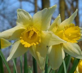 Narcissus pseudonarcissus ssp pseudonarcissus, Wilde narcis