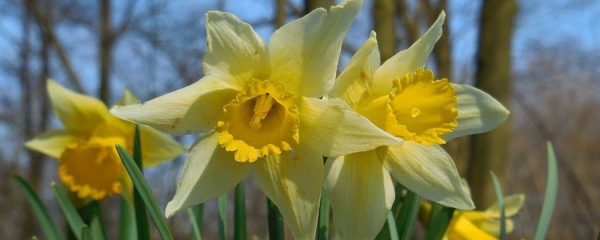 Narcissus pseudonarcissus ssp pseudonarcissus, Wilde narcis