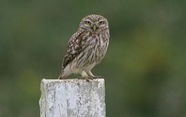 Steenuil
Menno Hornman, Sovon Vogelonderzoek Nederland