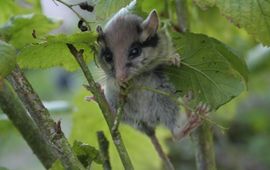 jonge eikelmuis