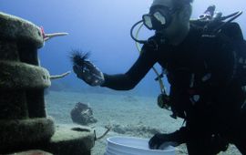 Alwin Hylkema One of the researchers restocking Diadema sea urchins on an artificial reef.