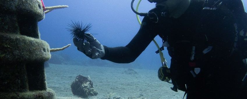 One of the researchers restocking Diadema sea urchins on an artificial reef.