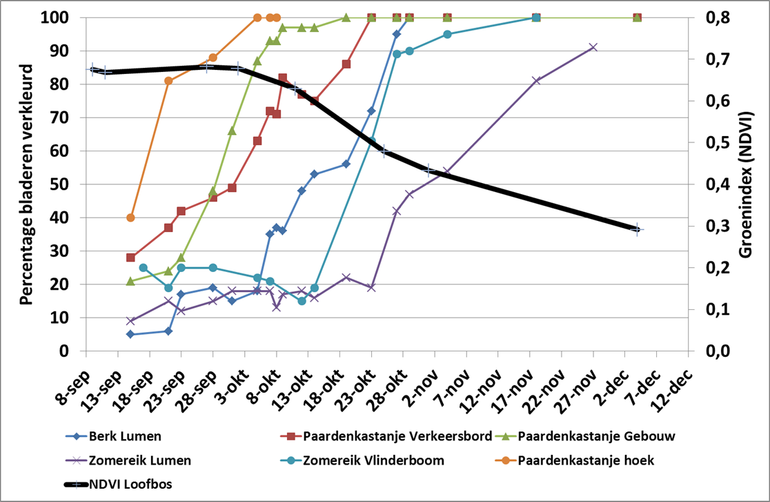 Figuur 1: Verloop van de bladverkleuring van verschillende bomen in Wageningen en het verloop van de Groenindex (NDVI) voor loofbos