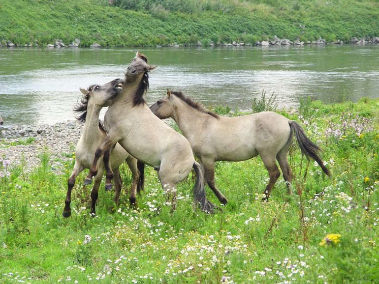 Stoeiende hengstengroep konikpaarden