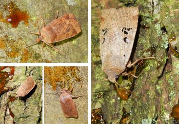 Drie bosbesuilen en een zwartvlekwinteruil op stroop in een parkje in Culemborg op 1 januari 2022