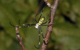 DeKoLoGi Gouden wielwebspin (Nephila sp.) die in oktober 2010 in een voortuintje te Nijlen werd gevonden (foto: DeKoLoGi)