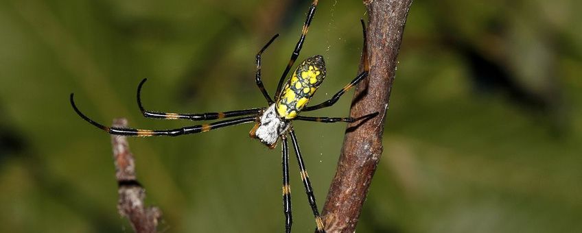 Gouden wielwebspin (Nephila sp.) die in oktober 2010 in een voortuintje te Nijlen werd gevonden (foto: DeKoLoGi)