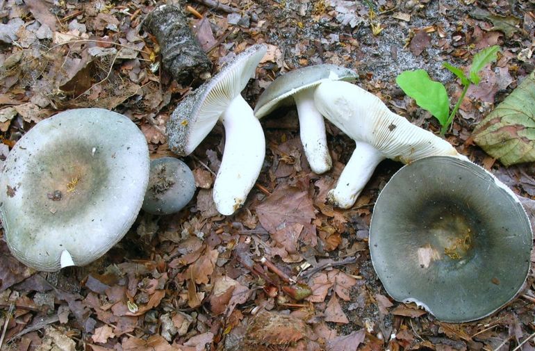 Berijpte russula's worden geregeld verwisseld met erop gelijkende soorten