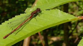 Vuurjuffer - primair