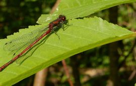 Vuurjuffer - primair