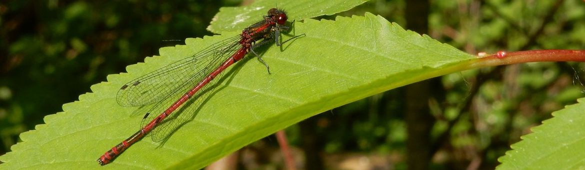 Vuurjuffer - primair