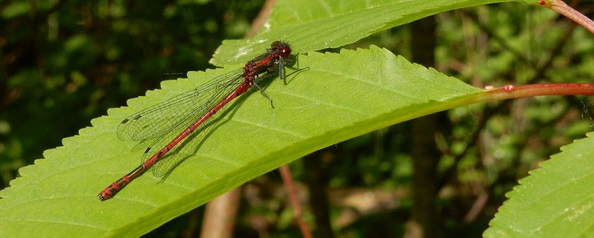 Vuurjuffer - primair