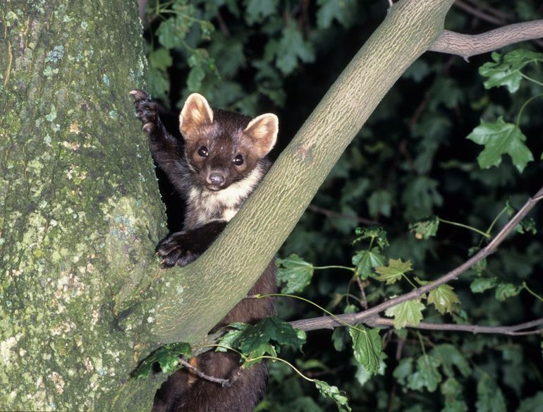 The European pine marten avoids light whenever possible