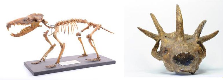 The skeleton of a giant moonrat (left); the skull of a five-horned, deer-like species (right)
