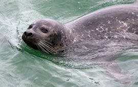 Bart Vastenhouw, Saxifraga Grijze zeehond. LET OP: waarschijnlijk gaat het hier om de gewone zeehond!