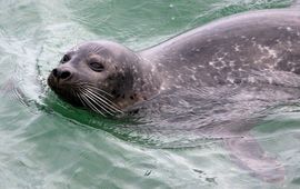 Grijze zeehond. LET  OP: waarschijnlijk gaat het hier om de gewone zeehond!