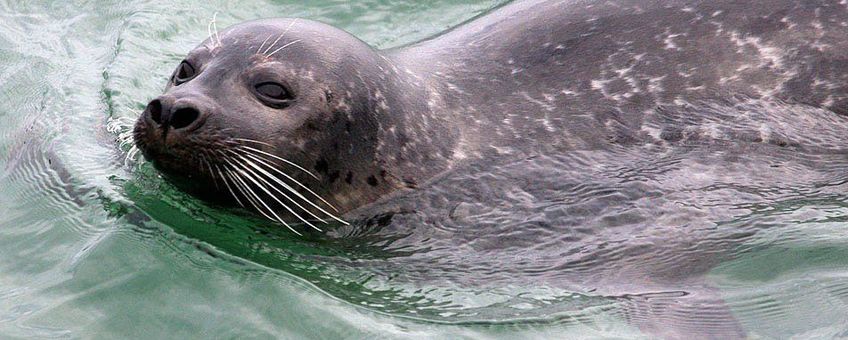Grijze zeehond. LET OP: waarschijnlijk gaat het hier om de gewone zeehond!