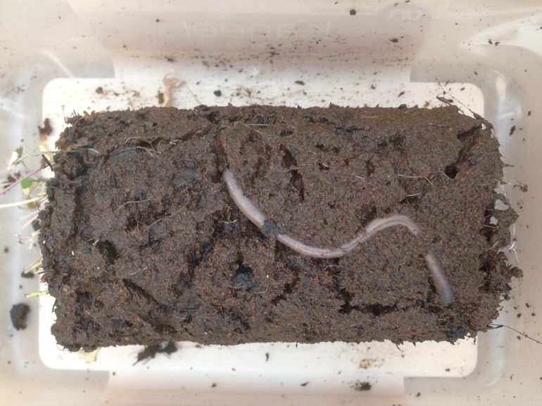 An earthworm in Mars soil simulant with an extensive system of burrows in a pot with garden cress