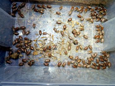Grote hoeveelheid meikevers in een nachtvlinderval
