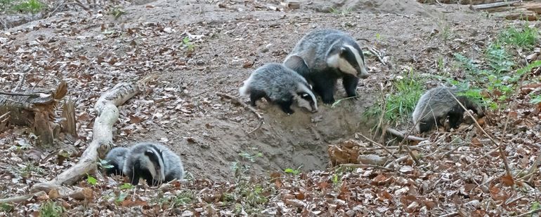 Dassenfamilie