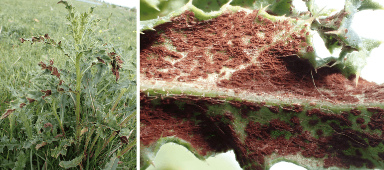 Akkerdistel met Akkerdistelroest en een detail van de onderzijde van het blad