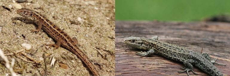 Links: vrouwtje zandhagedis; rechts: mannetje levendbarende hagedis