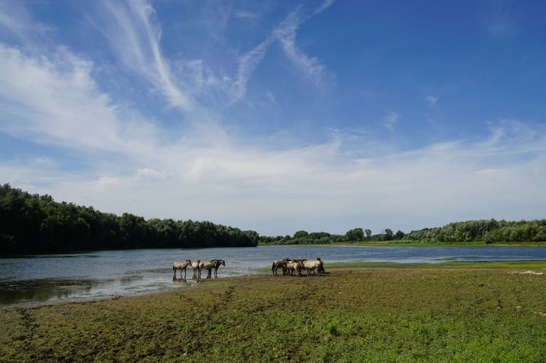 Koniks langs de Grensmaas