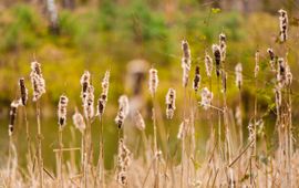 Natuurbegraven Nederland - Voor éénmalig gebruik