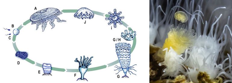 Links: Voortplantingscyclus van kwallen (hier de Oorkwal). a: volwassen kwal; b: eiafzetting vrouwtjesdier; c: bevruchting met door mannetjesdier in het water afgezette zaadcellen; d: ontwikkeling planula-larve; e: settelen op de bodem van planula-larve; f: ontwikkeling poliepstadium (scyphistoma); g en h: strobilatie, het afsnoeren en loslaten bovenste deel; j: ephyra-stadium waaruit de volwassen kwal zich ontwikkelt. Rechts een geel jong kwalletje dat zojuist is afgesnoerd
