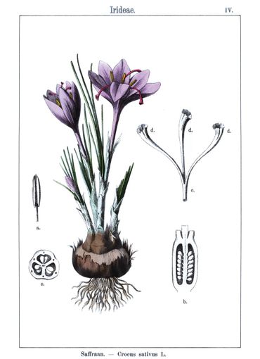 Saffraan in De Handelsplanten; 36 gekleurde platen met byschrift, voor Nederland. Bewerkt door Prof. C.A.J.A. Oudemans