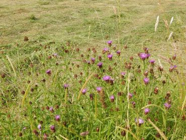 Knoopkruid is een belangrijke plant voor vlinders en andere insecten