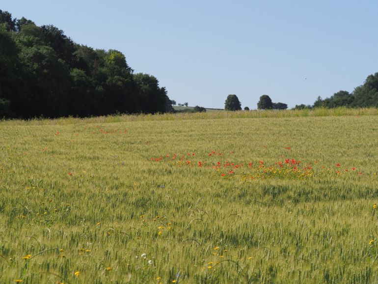 Landbouwproductie die ruimte biedt aan biodiversiteit past goed in de visie van kringlooplandbouw, met regionale grondstofstromen en een aantrekkelijk landschap, wat bovendien goed is voor recreatie en andere natuurwaarden, zoals akkervogels