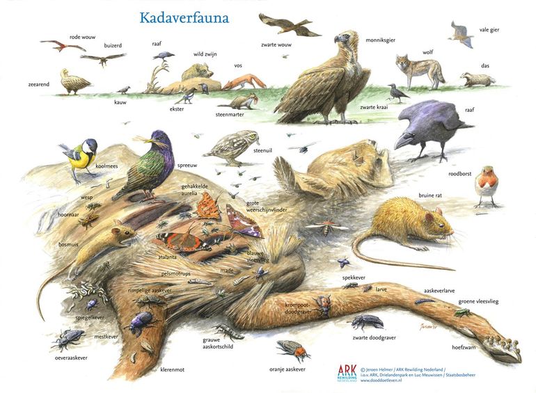 Dood doet leven: kadaverfauna