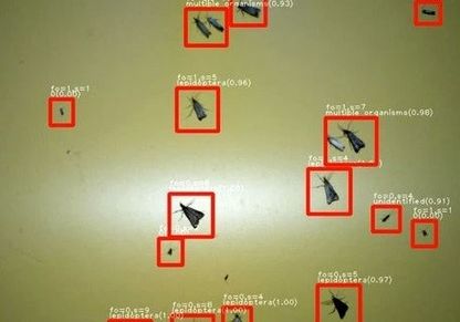 Geautomatiseerd waargenomen, gemeten en herkende insecten (achteraf)
