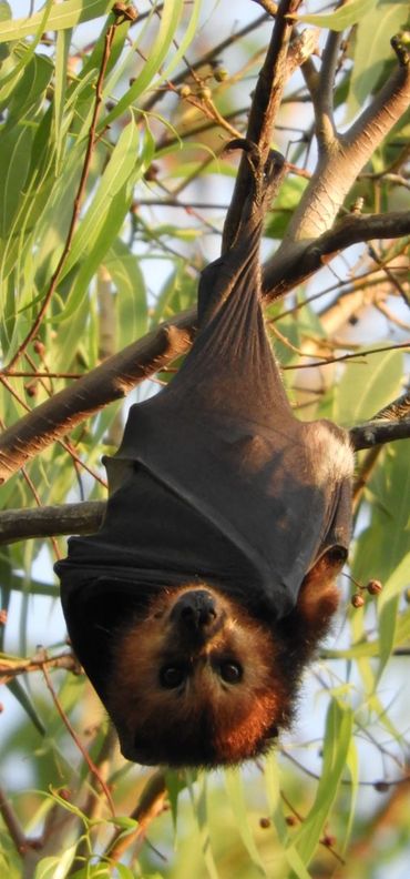 Mauritius flying fox