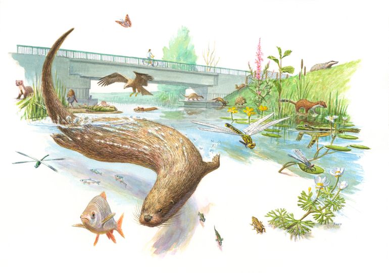 De otter is hét boegbeeld voor waterrijke natuur