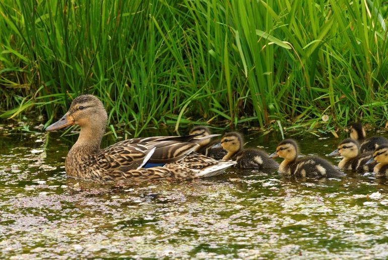 Wilde eend met kuikens. Kijk bij twijfel vooral goed naar de moedereend. Die kwaakt zachtjes haar kuikens bij elkaar en ondertussen kun jij kijken welke soort het is en hoeveel kuikens er zwemmen