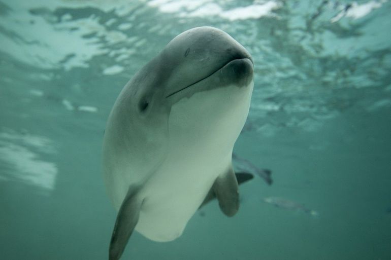 Bruinvissen doen alles op het gehoor: navigeren, jagen en communiceren