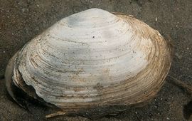 Strandgapers van de West-Europese kust behoren tot dezelfde soort waarin op de Amerikaanse noordoostkust een besmettelijke vorm van kanker is aangetoond.