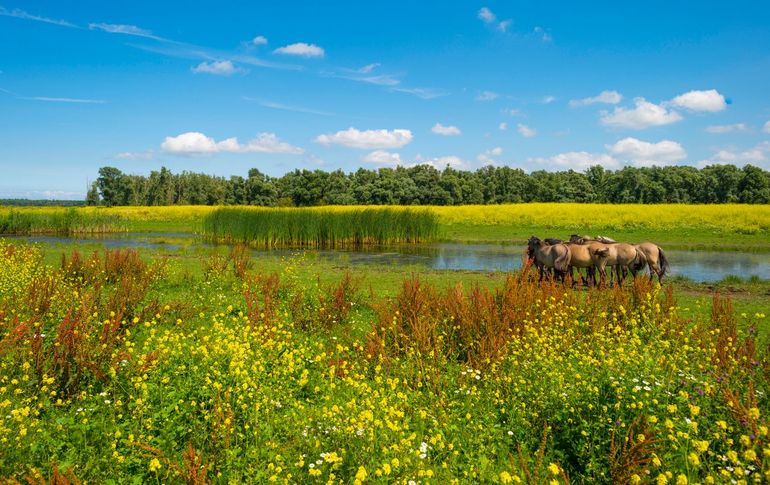 Waterbeheer is natuurbeheer